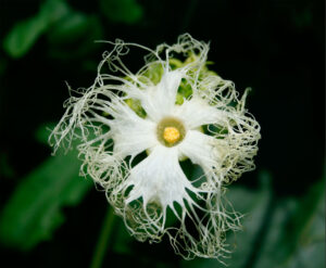 Trichosanthes kirilowii Maxim. (Cucurbitaceae). Source of guā lóu, tiān huā fěn Chinese cucumber fruit, root powder"